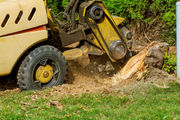 Lawn Renovation and Restoration in Stockbridge, GA